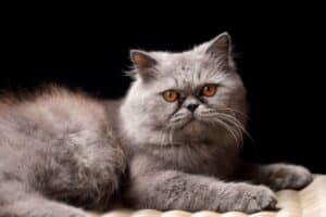 11 Cat Breeds That Look Like They Belong In A Witch’s Cottage