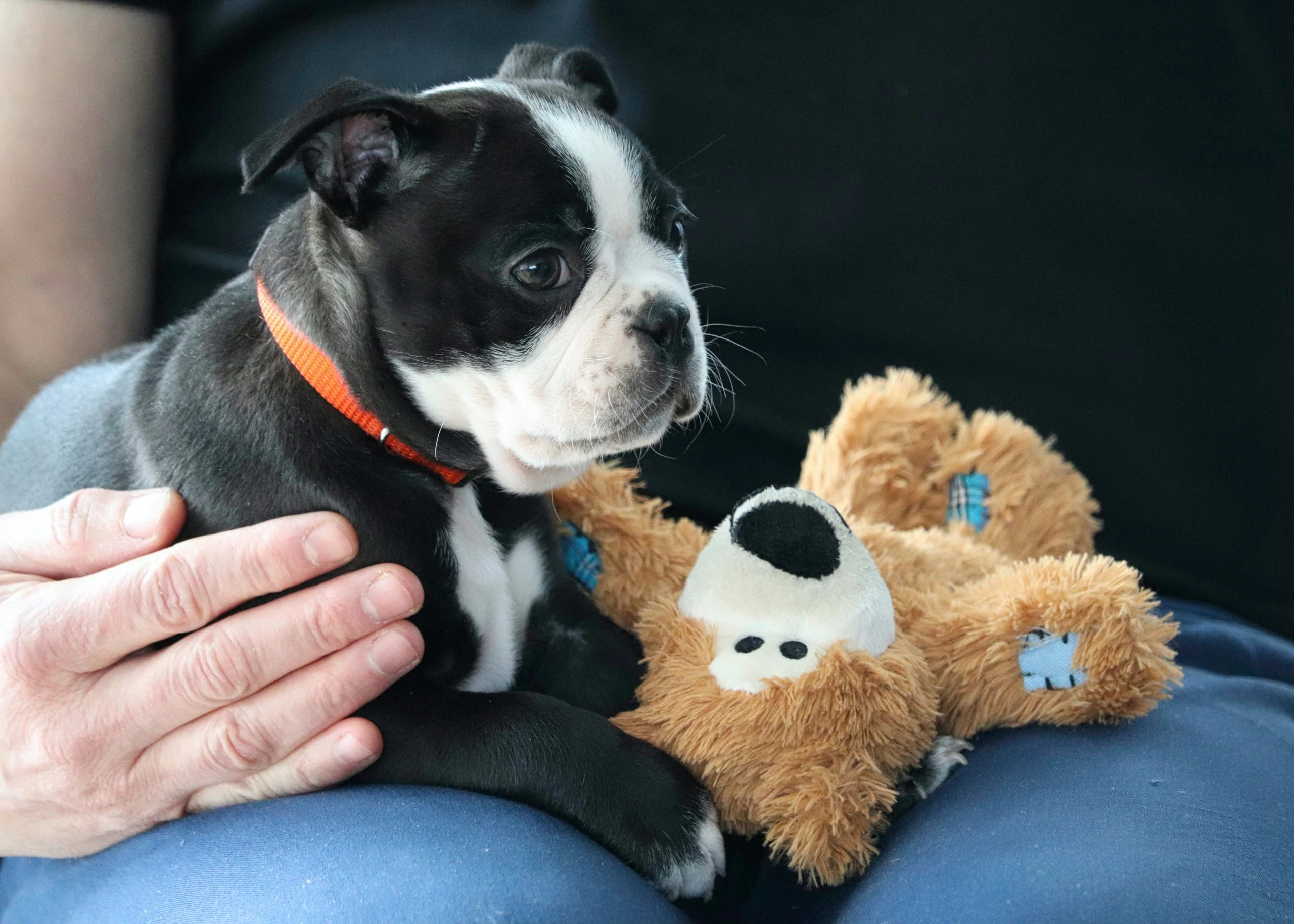 7 Best Crinkle Toys for Dogs