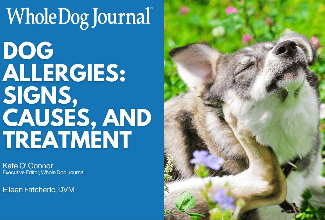 Dog Allergies: How to Spot Them and What to Do