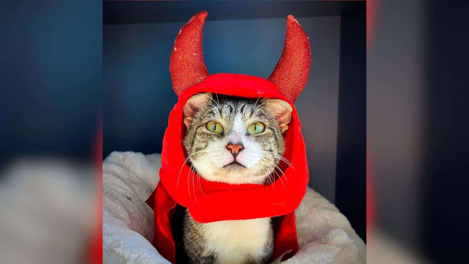 Don’t Let the Devil Horns Fool You, This Shelter Cat Has the Heart of an Angel