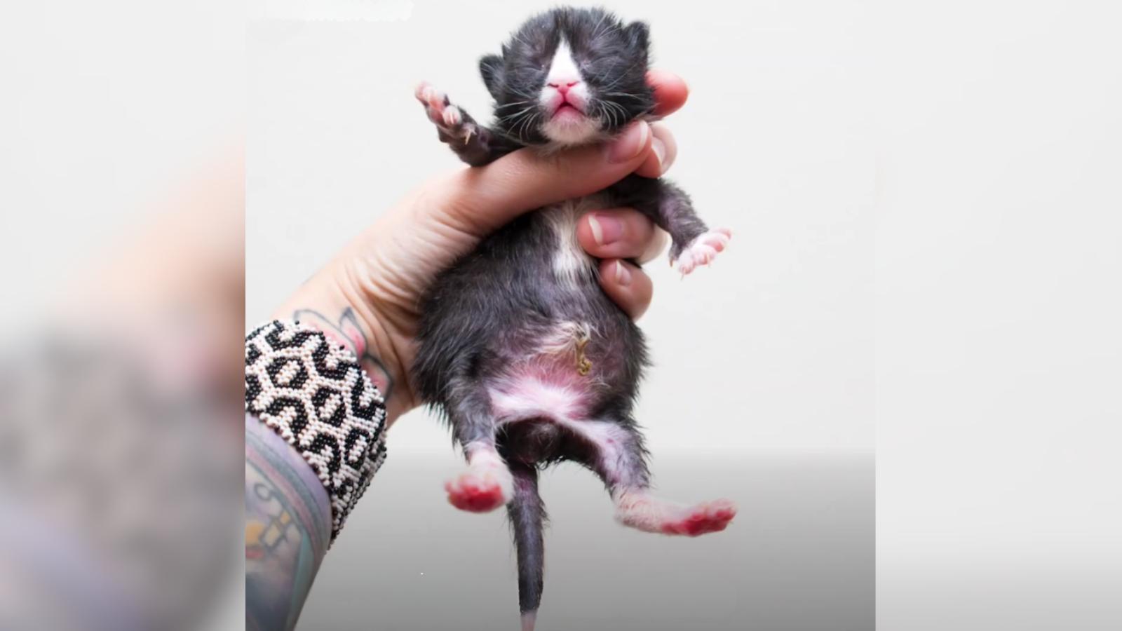 These Tiny Foster Kittens Have Big Bellies and an Important Lesson to Share