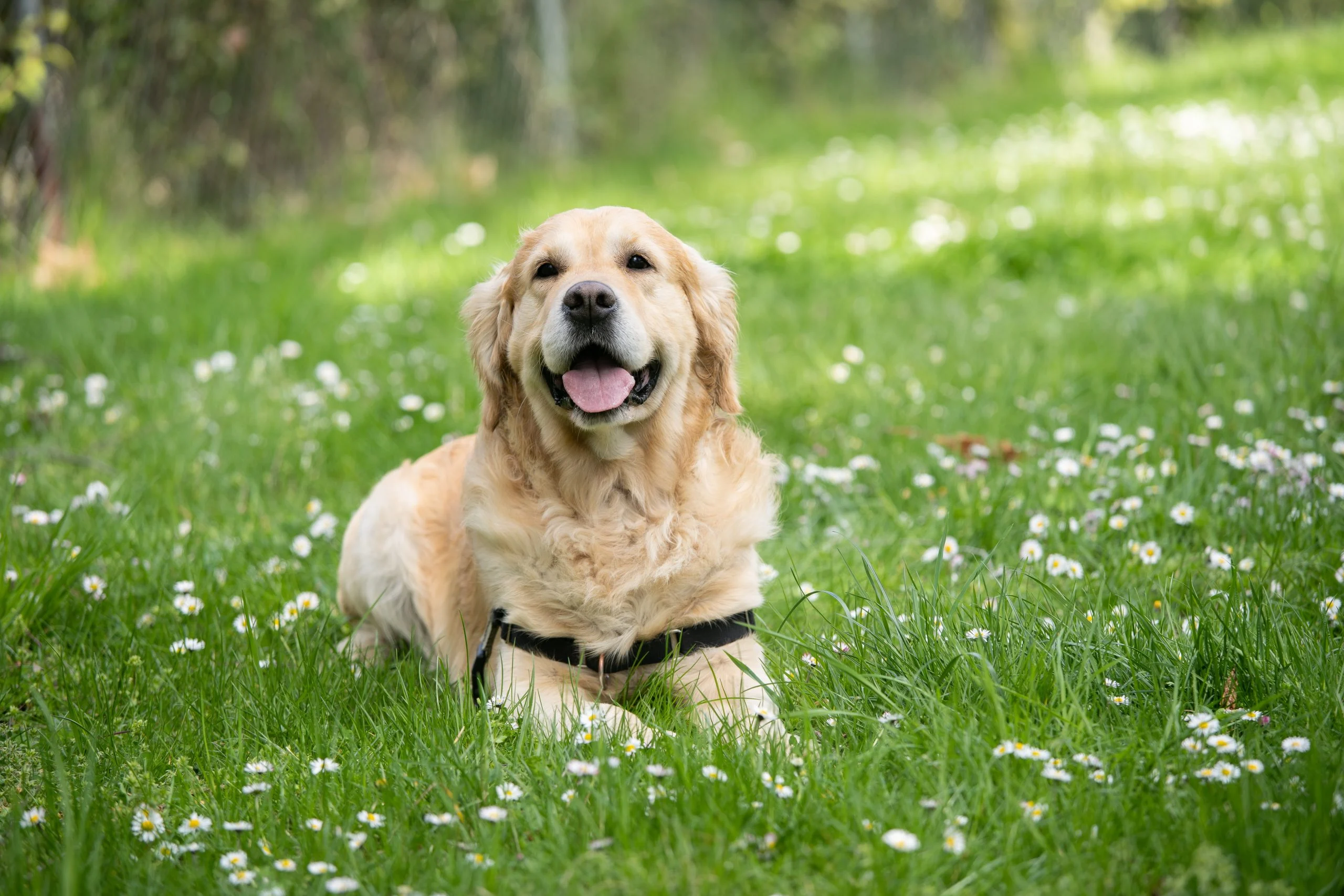 7 Best Eco-Friendly Dog Poop Bags