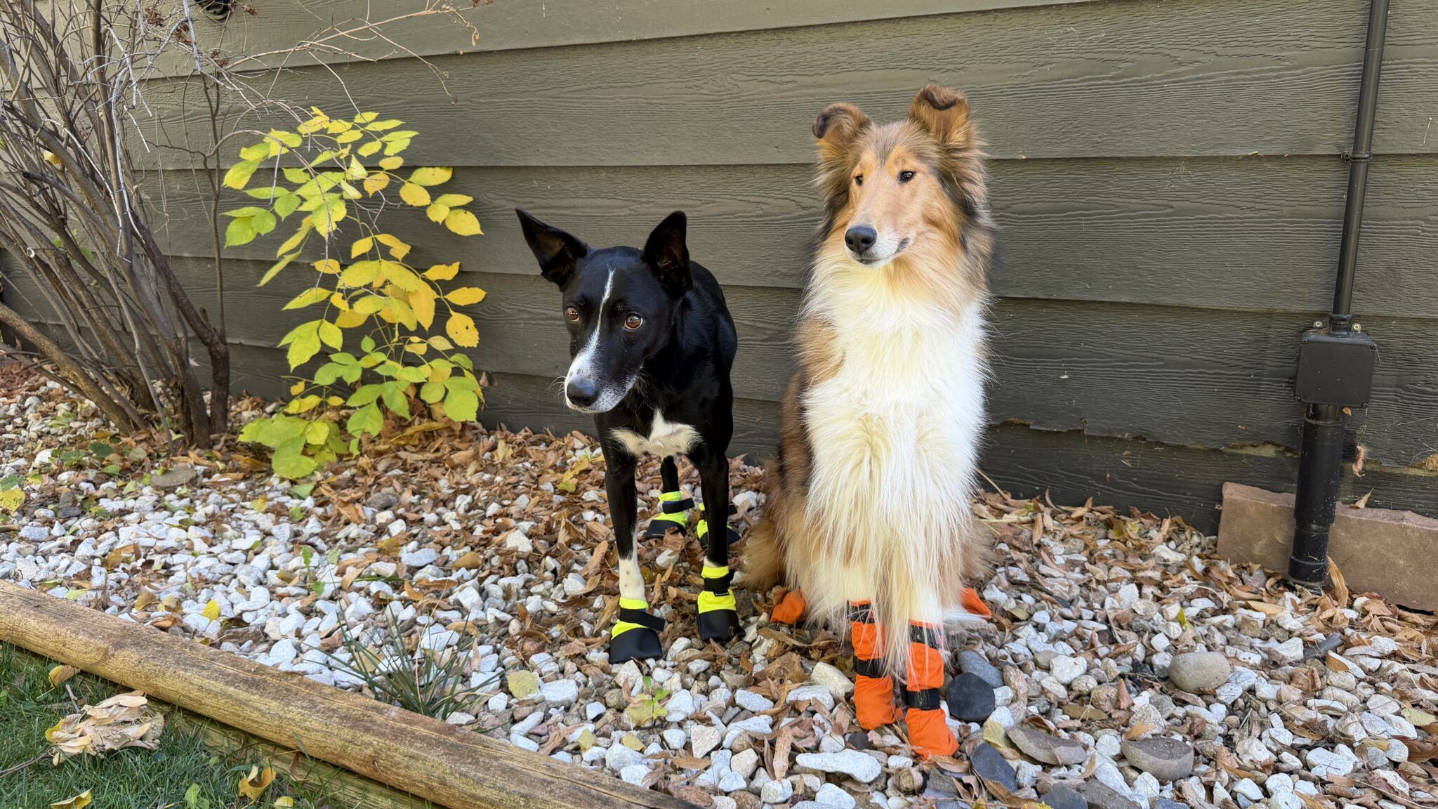 Best Winter Boots for Dogs
