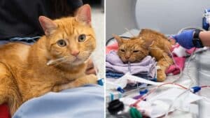 Cat Travels Across the Country for Rare Surgery and Gets His High Fives Back