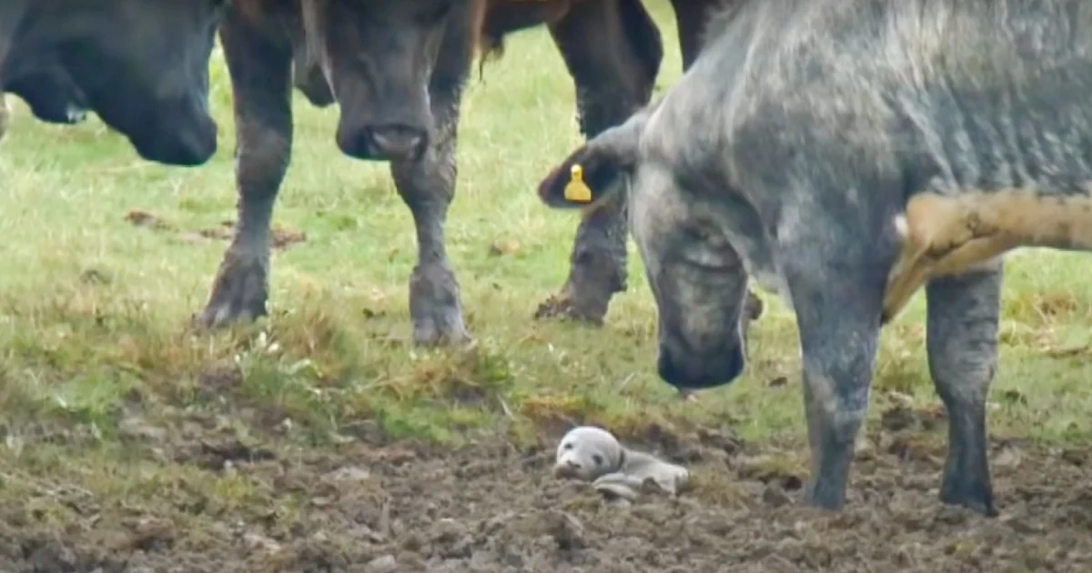 Herd Of Cows Find Buried Puppy In The Mud, Then Man Looks Through A Telescope