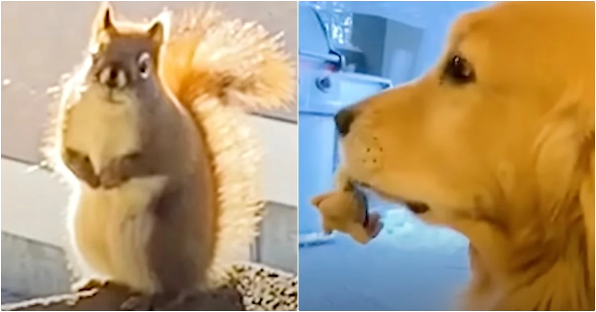 A Squirrel Friendship Is Sweet, but It Is Not a Story Without Gaps